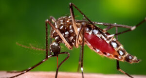 mosquito pest