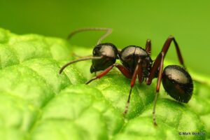 ant control services