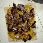“10 Effective Cockroach Control Tips to Keep Your Home Pest-Free”