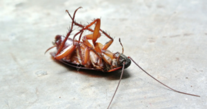 Cockroach pest control