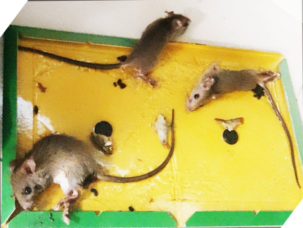 Rat Control Service In Bangladesh