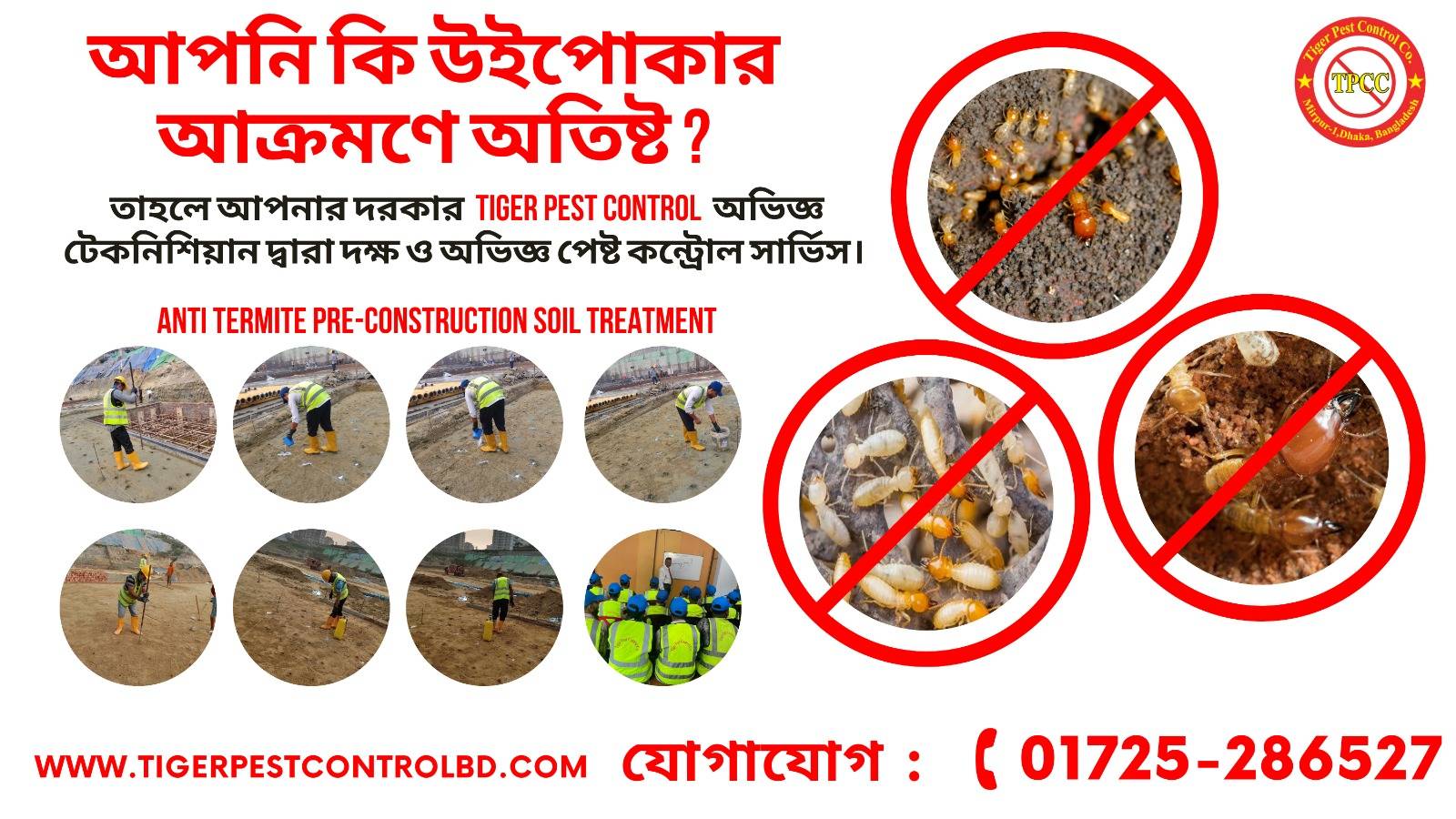 Bedbugs control services in Dhaka